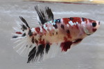  PKHMNo.930