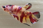  PKHMNo.932