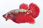  PKHM گ޻ײ No.601