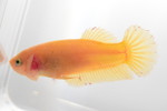 ベタ PKHM ♀No.917