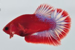  PKHMð No.548