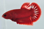  PKHMð No.556
