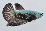  PKHMׯײ No.653