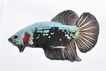  PKHMׯײ No.655