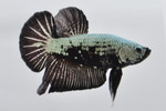  PKHMׯײ No.656