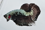  PKHMׯײ No.657