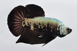  PKHMׯײ No.659