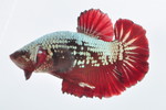  PKHMׯײ No.660