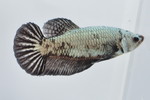  PKHMׯײ No.662