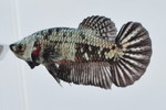  PKHMׯײ No.663