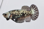  PKHMׯײ No.665
