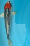 OE
