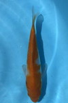 Arm