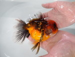 トラ東錦 ローズテール LL
