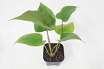  striatieopetiolata 209