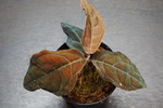ިsp.'Maroon Velvet' 4