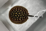 ʲ��د�޽èݸ�ڲ�@��