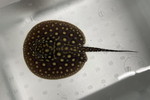 ʲ��د�޽èݸ�ڲ�@��