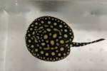 ʲ��د�޽èݸ�ڲ�@ҽ