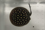 ʲ��د�޽èݸ�ڲ�@ҽ