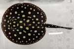ٶޯĽèݸڲ 