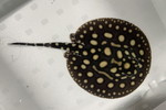 ʲد޽èݸڲ@