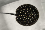 ʲد޽èݸڲ@