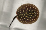 ʲد޽èݸڲ@