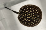 ʲد޽èݸڲ@