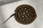 ʲد޽èݸڲ@