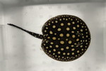 ʲد޽èݸڲ@