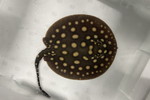 ʲد޽èݸڲ@