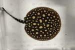 ʲد޽èݸڲ@ҽ
