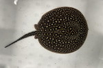 ʲد޽èݸڲ@ҽ