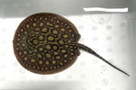 ʲد޽èݸڲ@