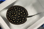 ʲ��د�޽èݸ�ڲ�@��