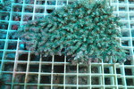 八重山養殖ミドリイシ　カラー