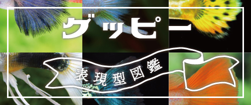 グッピーの表現型図鑑〜体の色や模様・ヒレの形や種類ごとにまとめてみました〜
