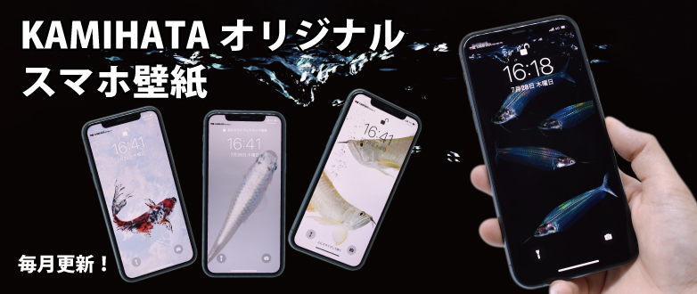KBO カミハタビジネスオンラインは観賞魚の卸売りサイトです。