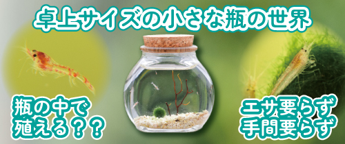 これまで以上に楽しいスカーレットシュリンプとは!?
