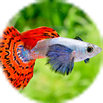 熱帯魚