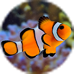 海水魚