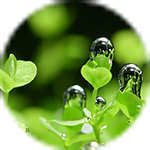 水草