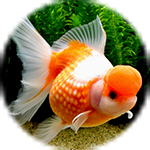 金魚