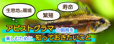 アピストグラマとは?特徴や種類、飼育・繁殖のポイント
