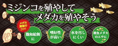 ミジンコの増やし方(殖やし方)と注意点 ミジンコ増やしてメダカを増やす