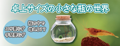 これまで以上に楽しいスカーレットシュリンプとは!?
