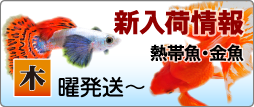 T【熱帯魚】【金魚】新入荷情報! 10月23日(木)発送〜
